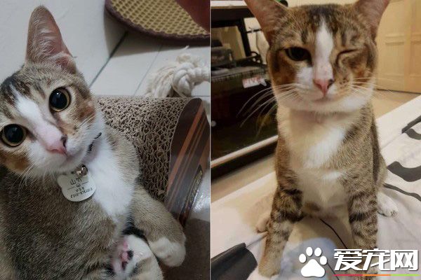 浪浪被收養前面似外星人 四個月后宛如換了只貓