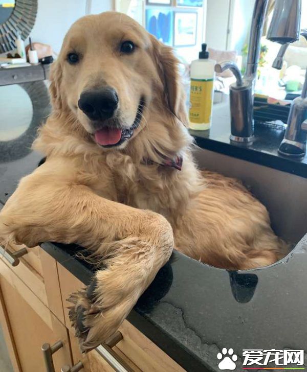 黃金獵犬不喜歡浴室洗澡 卻偏好廚房小水槽