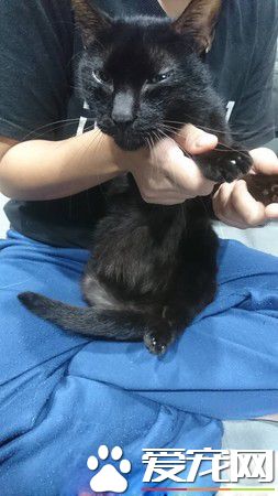 主人過世貓咪被丟街上遭受車禍性格依然超親人