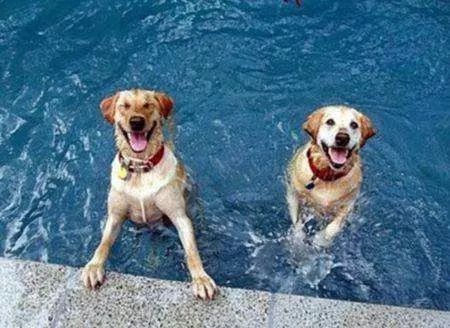 帶狗狗游泳一定要知道的注意事項 短鼻犬游泳更要小心