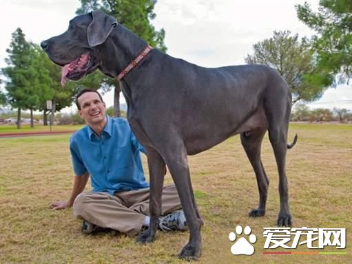 狗狗智商排行榜，你家狗狗排第幾？