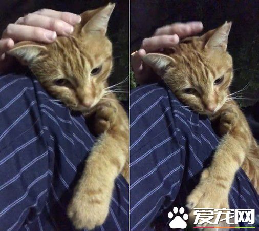 每天跑來約會 小橘貓卸下新防變撒嬌鬼