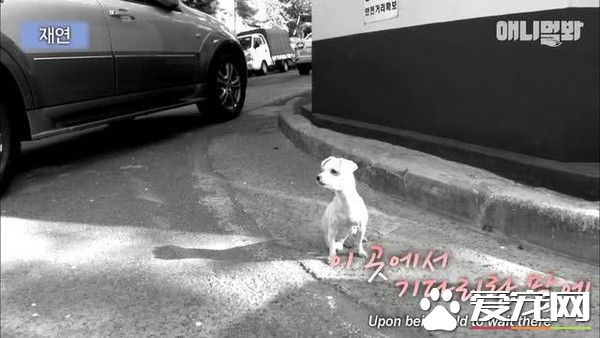 你在這等著！忠犬因為主人的謊言等候十年