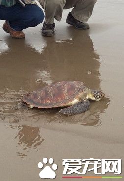 綠海龜迷航進發電廠 揮動四肢賣力的游向大海