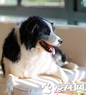 怎樣預防寵物狗消化不良？