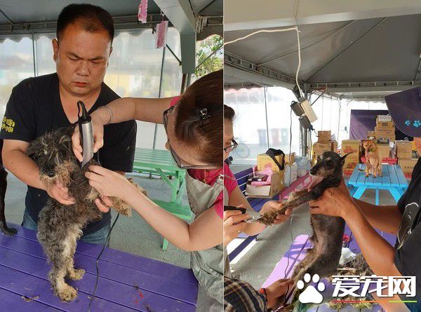 浪汪下顎斷裂腐爛 連吃進一顆飼料都是難事