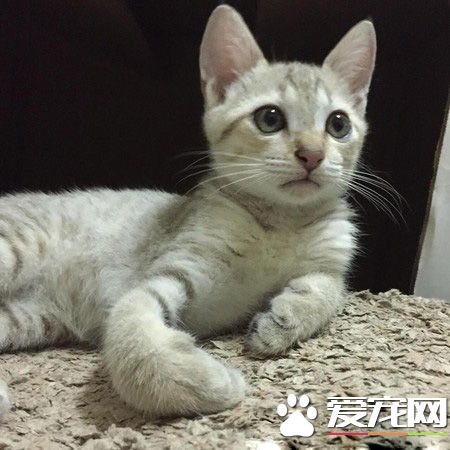 螢幕快塞不下了! 兩貓像吹氣球一樣大膨風