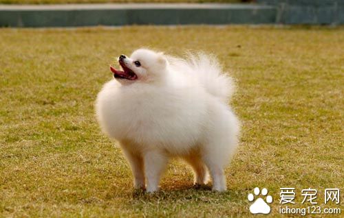 導致博美犬不吃東西的原因