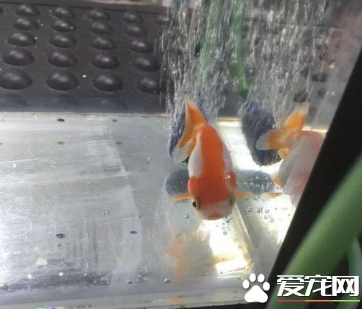 吞下魚缸小石頭呼吸困難 小金魚搶救燒掉500美金