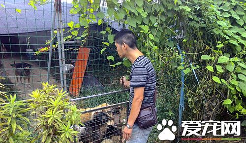 快遞小哥自掏腰包建狗舍 收留數只流浪狗
