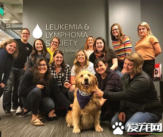 萌犬叼著熱狗堡配合主人拍照 超乖巧的模樣萌翻天