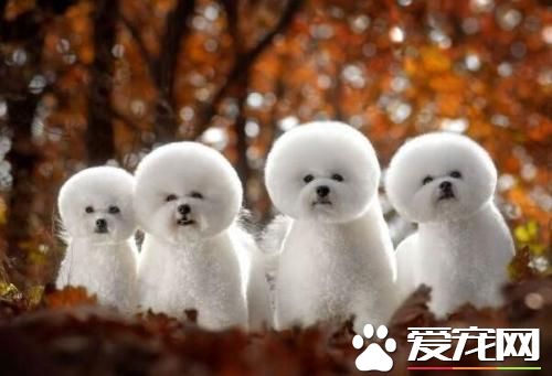 長不大的寵物狗