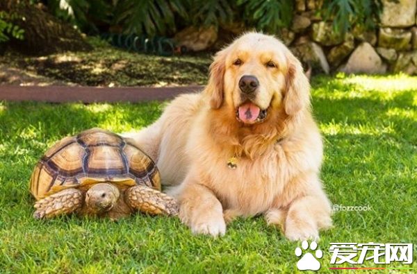 受欺負的小烏龜被收編后 遇見一輩子的友誼