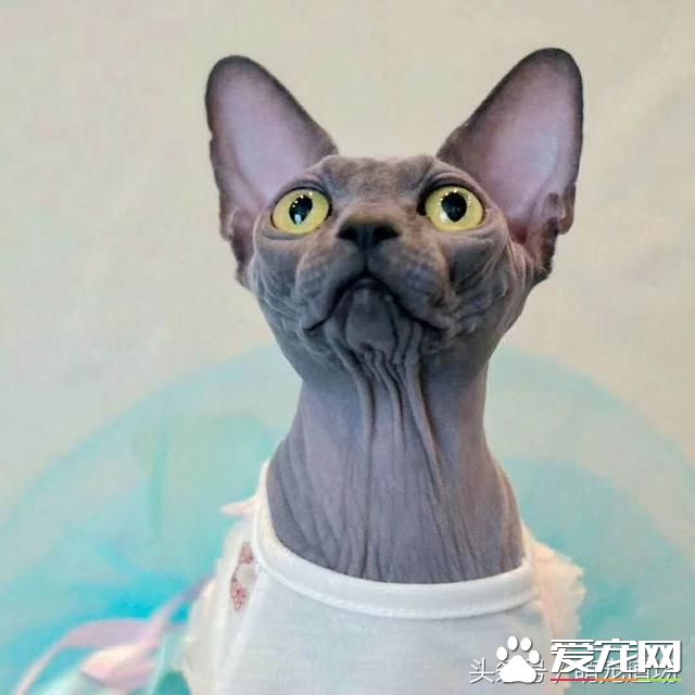 無毛貓是一種怎樣的存在？