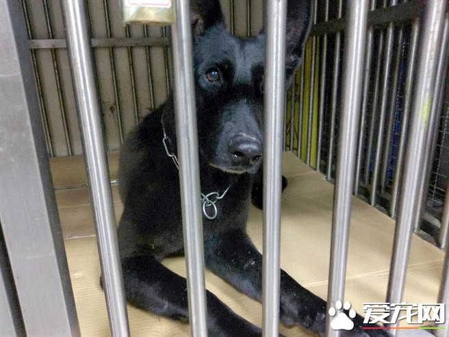 臺兩只搜救犬受訓后回家受阻 缺證明滯留機場