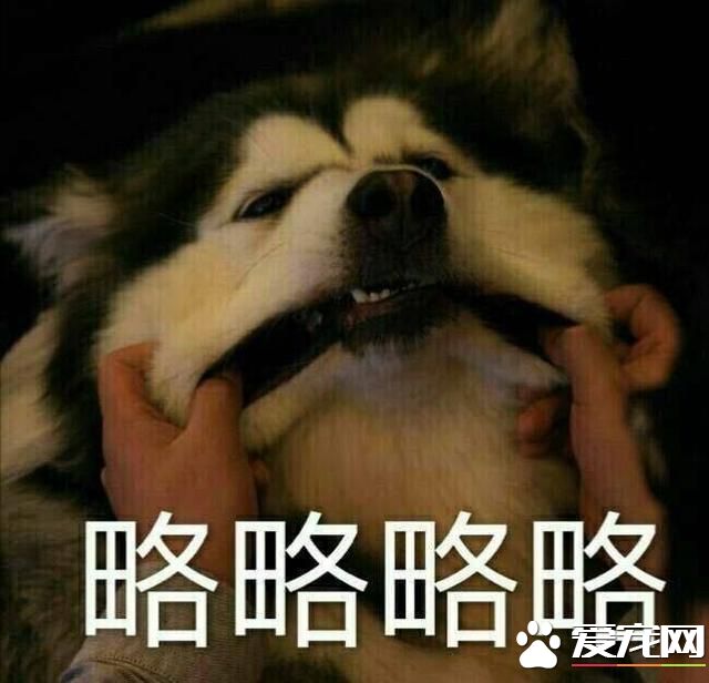 不會吐舌頭的寵物不是好寵物