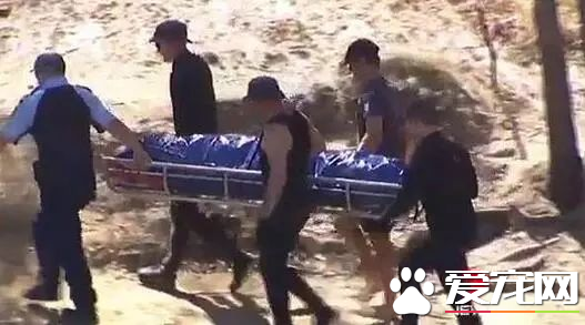 澳洲比特犬Buddy奮不顧身救落水男孩，警察卻說：狗具有攻擊性必須抓起來