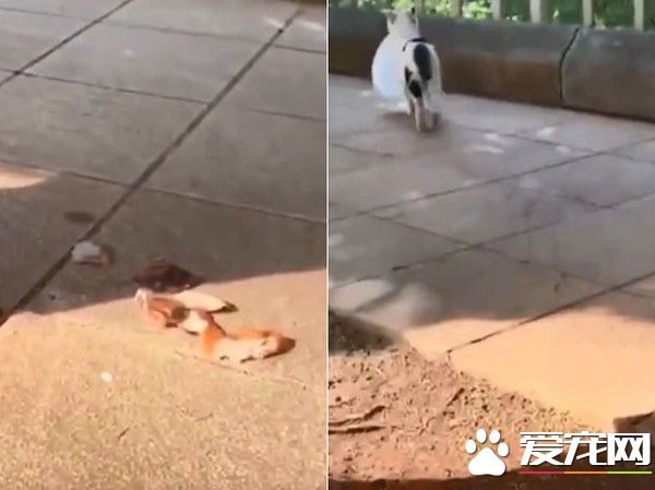 真是個笨小偷! 喵喵偷走盤子留下肉肉