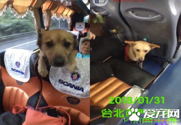 汪星人旅行團 下車都是狗驚訝到路人