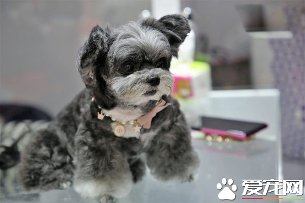 提供日托服務的狗狗幼稚園 舉辦圣誕趴超熱鬧