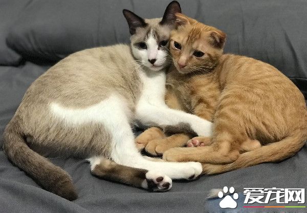 房間被貓咪炸彈炸過 兇手卻一旁賣乖超萌