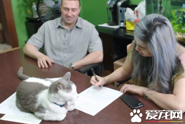 超專業的房仲貓咪 不僅接待客人還會陪簽約