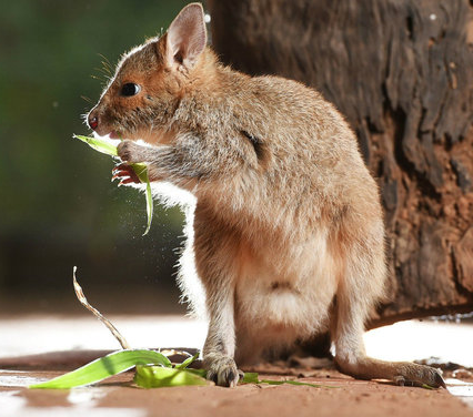  澳洲珍貴眼鏡兔袋鼠“萌萌噠”成野生動物園新寵