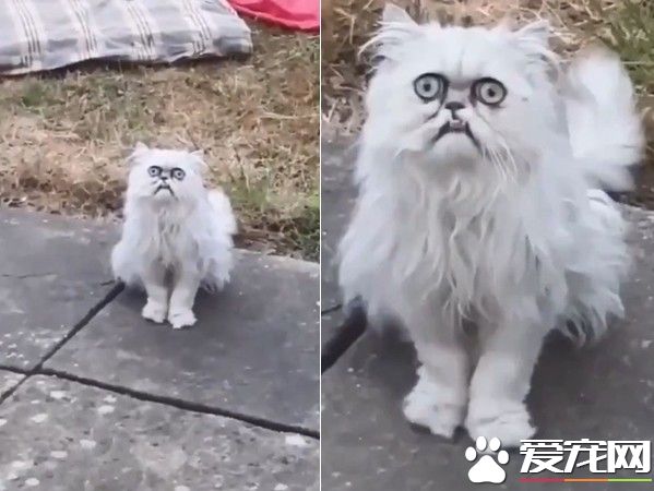 暴牙死<a href=/zhonglei/fish/ target=_blank class=infotextkey>魚</a>眼狠盯 波絲金吉拉像喝醉嬤丑的可愛
