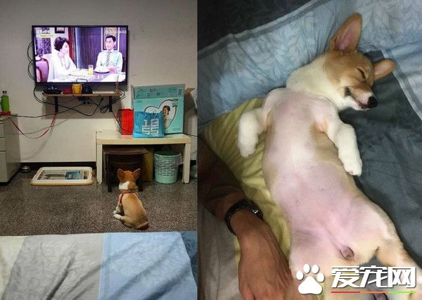 柯基慶生玩太瘋好累 洗澡時竟然躺成一直線
