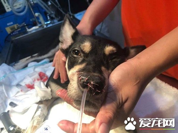 米克斯汪2家人接連身亡 捱過坎坷的狗生幸福了
