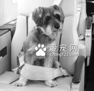 具有人性化的八大航空公司，讓你的寵物也擁有“專座”