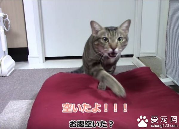 乖巧貓咪吃飯會等等　主人說可以才開動！