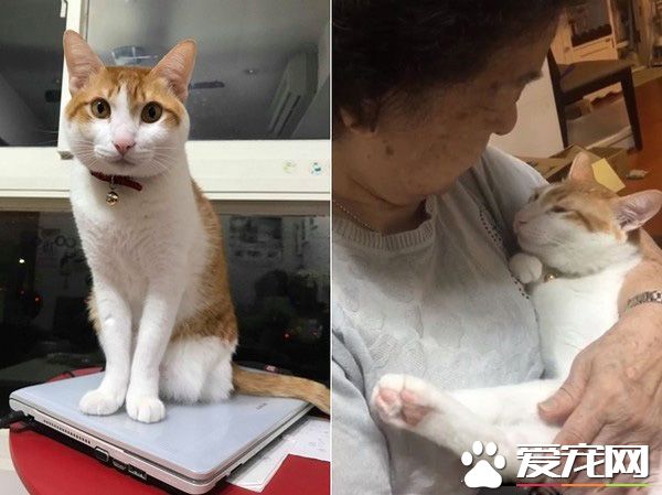 阿嬤的跟屁蟲 被截肢貓咪暖心陪伴老人