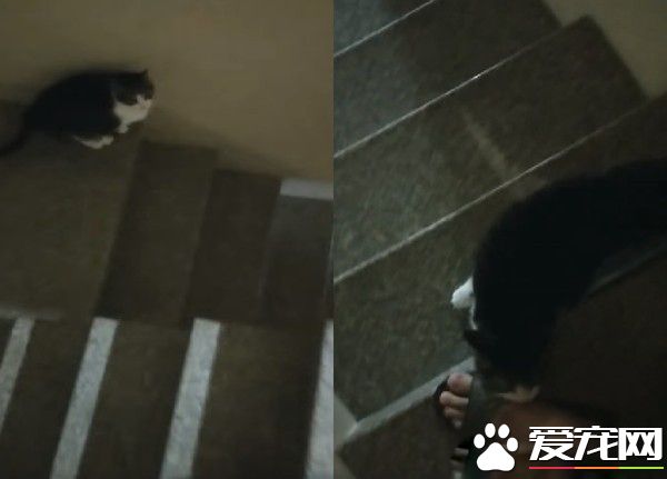 遇上路霸+碰瓷的貓 無奈爸爸每下階梯要小心翼翼