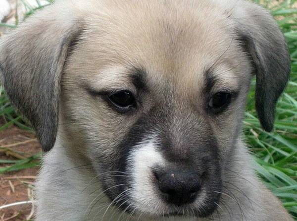2個月幼犬不單獨喂水