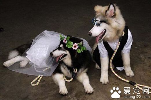 印度尼西亞 100多人見證阿拉斯加雪橇犬婚禮