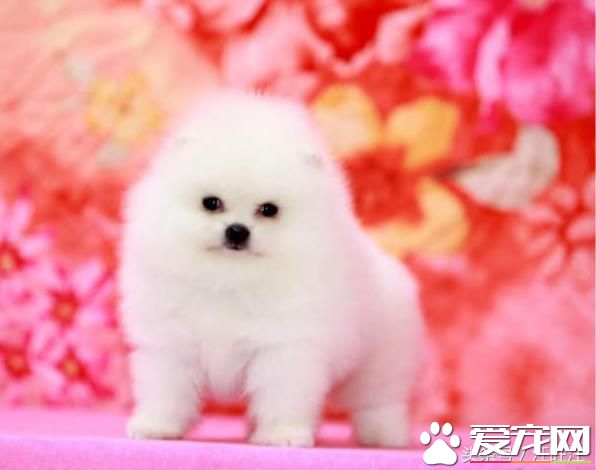 寵物狗之——細小危害！