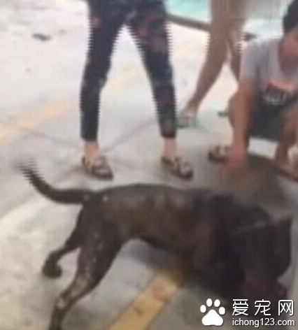 寵物市場眾人圍觀兩只狗打斗 被網民大肆轉發及引起熱議