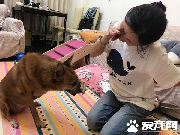 狗狗早起養被丟水溝邊 被女子帶回收留十年