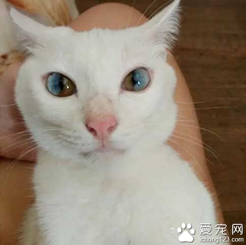 這些喵星人的眼睛，簡直美翻了！