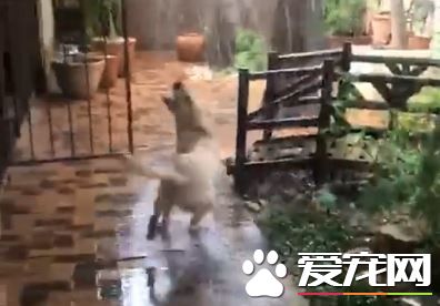 汪星人看見下雨超興奮 開口接雨模樣超級可愛