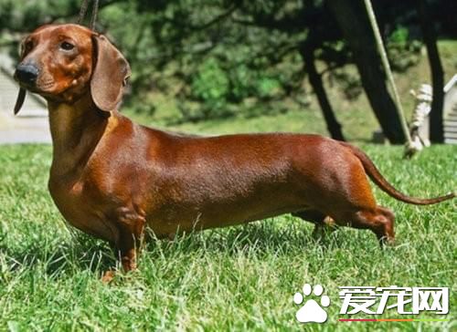 寵物臘腸犬