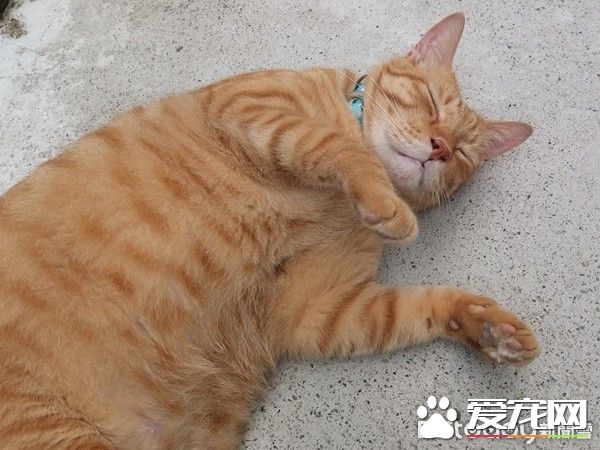 佛系經營方式的貓咖啡廳 現任店長背后故事超感人