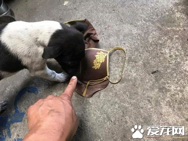 超級尷尬！汪小孩從外頭叼回家的禮物居然是