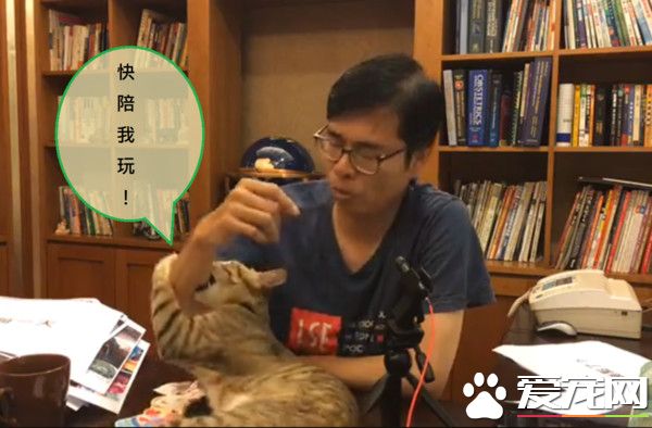 朕也想亮亮相! 愛貓亂入直播超會刷存在感
