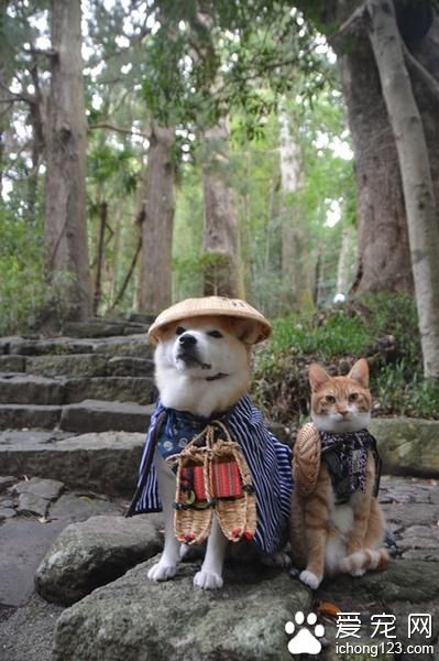 有愛的貓咪和它的好朋友柴犬環游日本之旅