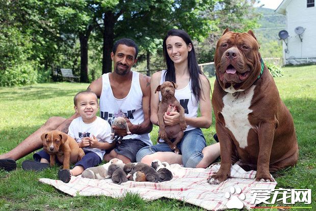 世界上體型最大的比特犬 一只幼崽竟5.5萬美金