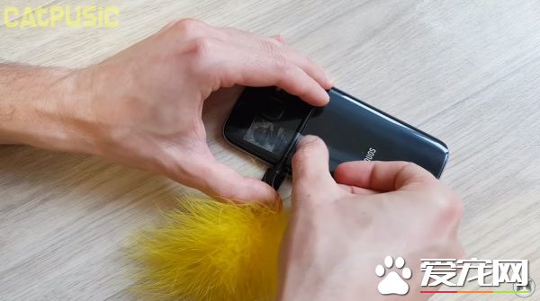 和愛貓自拍合照失敗？白俄羅斯貓奴分享合照妙招