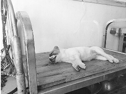 看到“好朋友”傷重死亡 泰迪犬陪伴送醫流淚