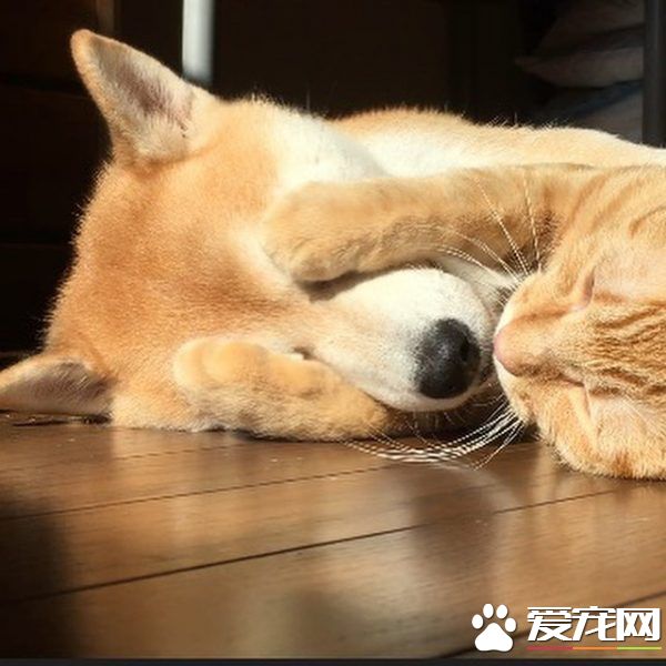 主人帶回流浪小貓 讓失去貓咪好友的柴柴很開心
